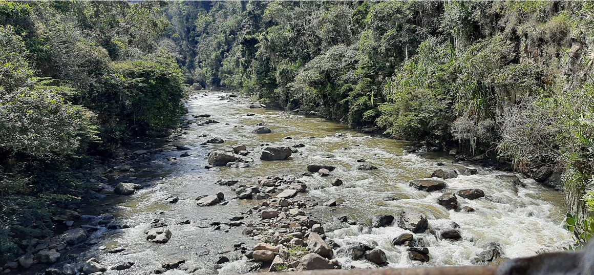 fotografia de un bosque con un rio