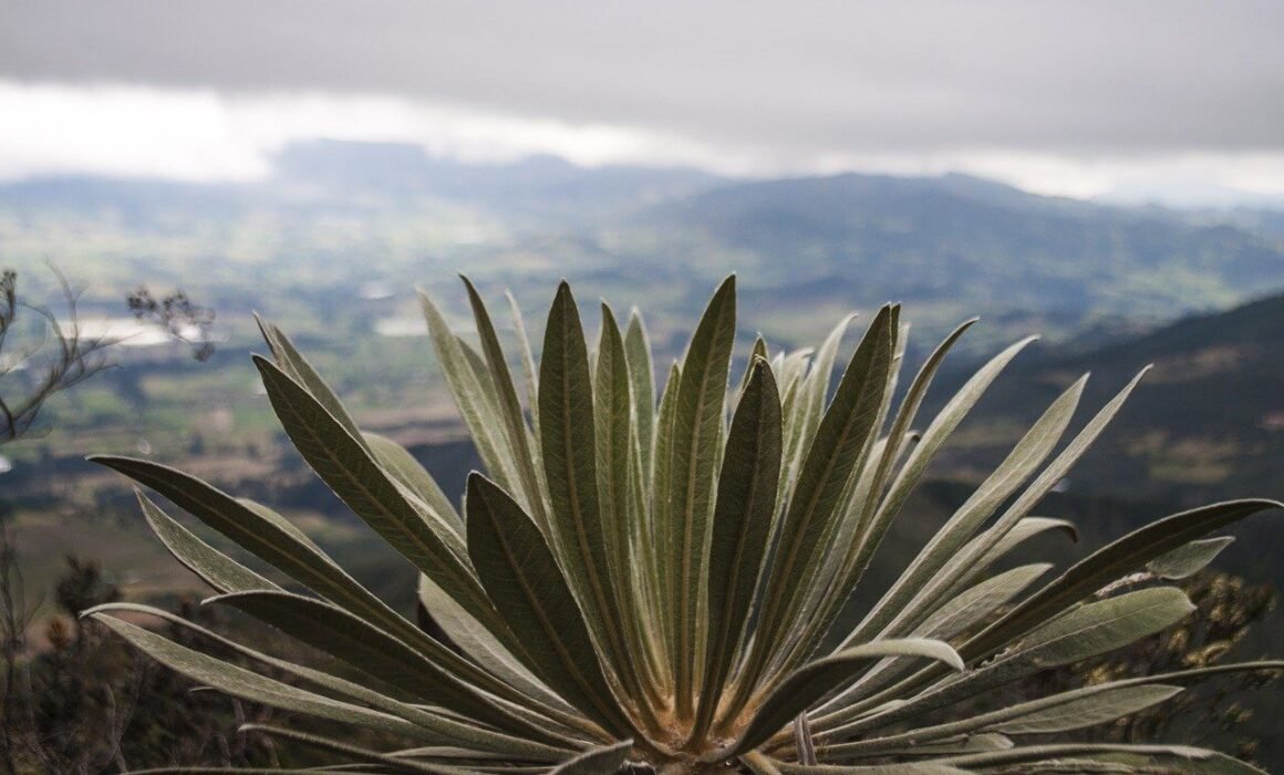 planta desde un cerro en Bogotá